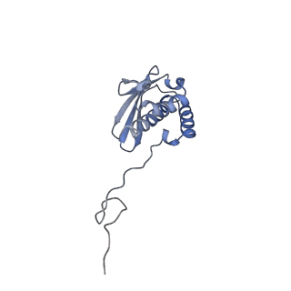 18903_8r57_Q_v1-1
CryoEM structure of wheat 40S ribosomal subunit, head domain