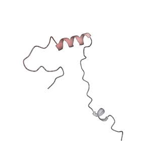 4729_6r5q_AA_v1-1
Structure of XBP1u-paused ribosome nascent chain complex (post-state)