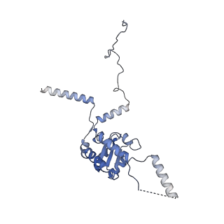 4729_6r5q_G_v1-1
Structure of XBP1u-paused ribosome nascent chain complex (post-state)