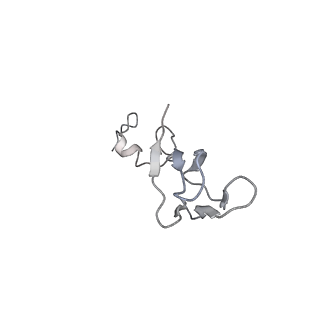 4729_6r5q_JJ_v1-1
Structure of XBP1u-paused ribosome nascent chain complex (post-state)
