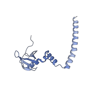 4729_6r5q_M_v1-1
Structure of XBP1u-paused ribosome nascent chain complex (post-state)