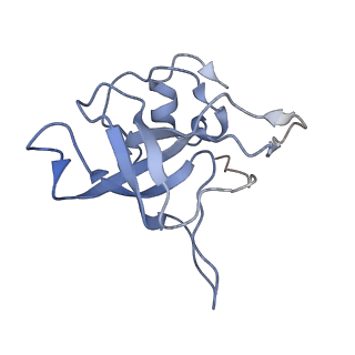 4729_6r5q_V_v1-1
Structure of XBP1u-paused ribosome nascent chain complex (post-state)
