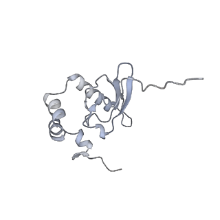 4729_6r5q_WW_v1-1
Structure of XBP1u-paused ribosome nascent chain complex (post-state)