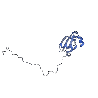4729_6r5q_X_v1-1
Structure of XBP1u-paused ribosome nascent chain complex (post-state)