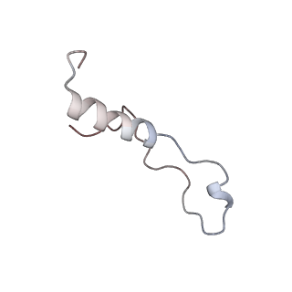 4729_6r5q_l_v1-1
Structure of XBP1u-paused ribosome nascent chain complex (post-state)