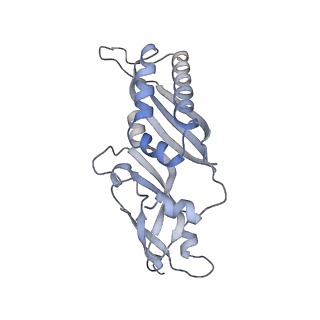 4729_6r5q_u_v1-1
Structure of XBP1u-paused ribosome nascent chain complex (post-state)
