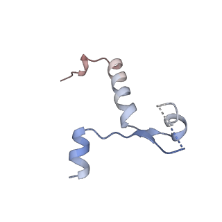 24280_7r6k_G_v1-3
State E2 nucleolar 60S ribosomal intermediate - Model for Noc2/Noc3 region