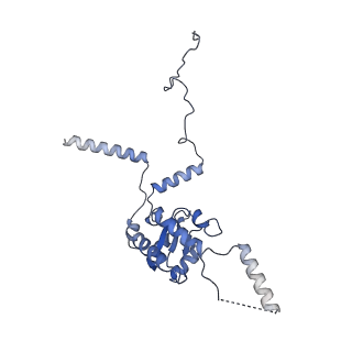 4735_6r6g_G_v1-1
Structure of XBP1u-paused ribosome nascent chain complex with SRP.