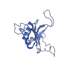 4735_6r6g_J_v1-1
Structure of XBP1u-paused ribosome nascent chain complex with SRP.