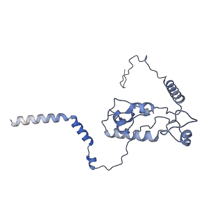 4735_6r6g_L_v1-1
Structure of XBP1u-paused ribosome nascent chain complex with SRP.