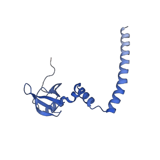 4735_6r6g_M_v1-1
Structure of XBP1u-paused ribosome nascent chain complex with SRP.