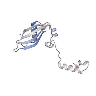 4735_6r6g_NN_v1-1
Structure of XBP1u-paused ribosome nascent chain complex with SRP.
