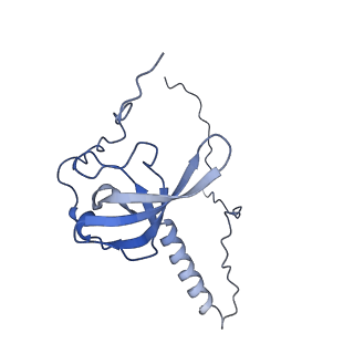 4735_6r6g_T_v1-1
Structure of XBP1u-paused ribosome nascent chain complex with SRP.