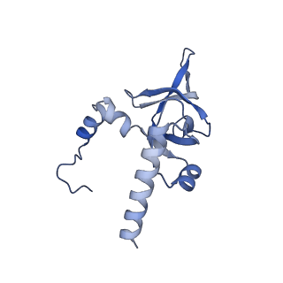 4735_6r6g_Y_v1-1
Structure of XBP1u-paused ribosome nascent chain complex with SRP.
