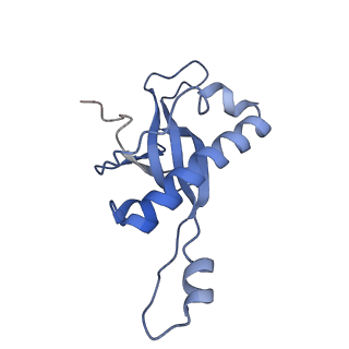 4735_6r6g_Z_v1-1
Structure of XBP1u-paused ribosome nascent chain complex with SRP.