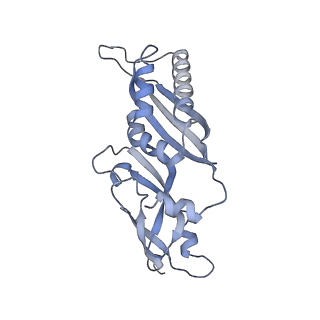 4735_6r6g_u_v1-1
Structure of XBP1u-paused ribosome nascent chain complex with SRP.