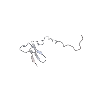 4737_6r6p_0_v1-0
Structure of XBP1u-paused ribosome nascent chain complex (rotated state)
