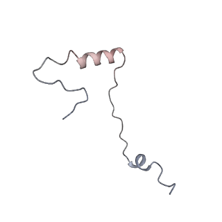 4737_6r6p_AA_v1-0
Structure of XBP1u-paused ribosome nascent chain complex (rotated state)