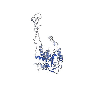4737_6r6p_C_v1-0
Structure of XBP1u-paused ribosome nascent chain complex (rotated state)