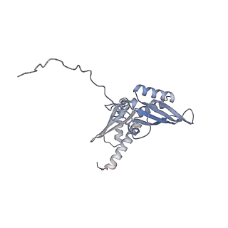 4737_6r6p_DD_v1-0
Structure of XBP1u-paused ribosome nascent chain complex (rotated state)