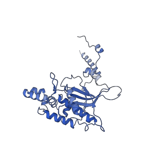 4737_6r6p_D_v1-0
Structure of XBP1u-paused ribosome nascent chain complex (rotated state)