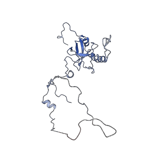 4737_6r6p_E_v1-0
Structure of XBP1u-paused ribosome nascent chain complex (rotated state)
