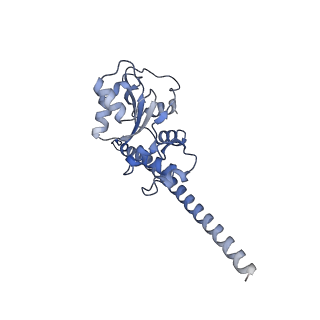 4737_6r6p_F_v1-0
Structure of XBP1u-paused ribosome nascent chain complex (rotated state)