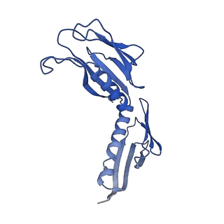 4737_6r6p_H_v1-0
Structure of XBP1u-paused ribosome nascent chain complex (rotated state)