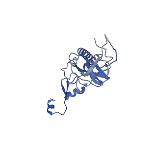 4737_6r6p_I_v1-0
Structure of XBP1u-paused ribosome nascent chain complex (rotated state)