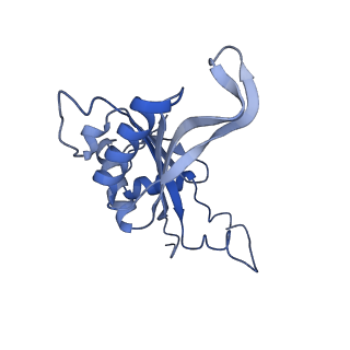 4737_6r6p_J_v1-0
Structure of XBP1u-paused ribosome nascent chain complex (rotated state)