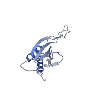 4737_6r6p_MM_v1-0
Structure of XBP1u-paused ribosome nascent chain complex (rotated state)
