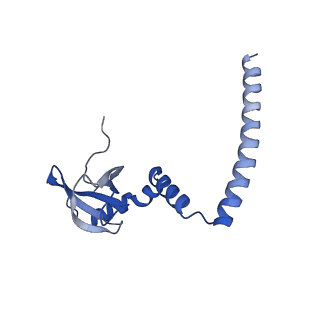 4737_6r6p_M_v1-0
Structure of XBP1u-paused ribosome nascent chain complex (rotated state)
