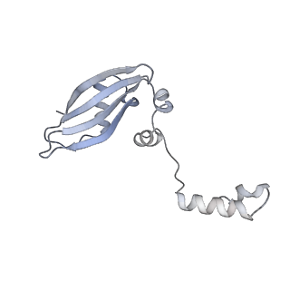 4737_6r6p_NN_v1-0
Structure of XBP1u-paused ribosome nascent chain complex (rotated state)
