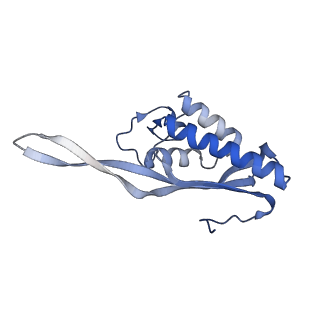 4737_6r6p_P_v1-0
Structure of XBP1u-paused ribosome nascent chain complex (rotated state)