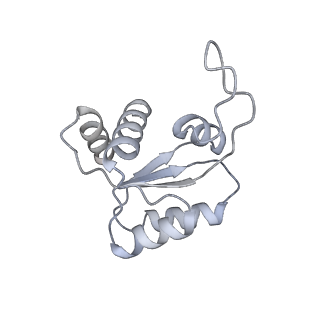 4737_6r6p_RR_v1-0
Structure of XBP1u-paused ribosome nascent chain complex (rotated state)