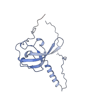 4737_6r6p_T_v1-0
Structure of XBP1u-paused ribosome nascent chain complex (rotated state)