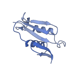 4737_6r6p_U_v1-0
Structure of XBP1u-paused ribosome nascent chain complex (rotated state)