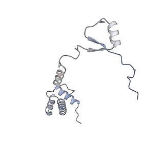 4737_6r6p_YY_v1-0
Structure of XBP1u-paused ribosome nascent chain complex (rotated state)