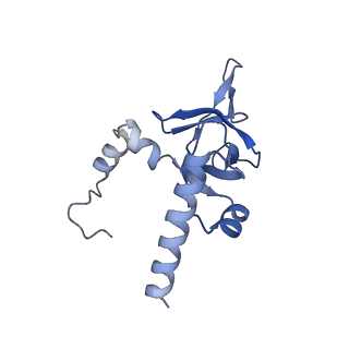 4737_6r6p_Y_v1-0
Structure of XBP1u-paused ribosome nascent chain complex (rotated state)