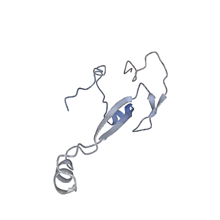 4737_6r6p_ZZ_v1-0
Structure of XBP1u-paused ribosome nascent chain complex (rotated state)
