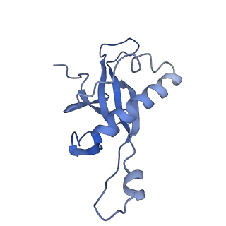 4737_6r6p_Z_v1-0
Structure of XBP1u-paused ribosome nascent chain complex (rotated state)