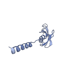 4737_6r6p_p_v1-0
Structure of XBP1u-paused ribosome nascent chain complex (rotated state)