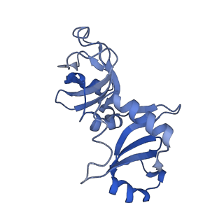 24297_7r7c_l_v1-3
State E2 nucleolar 60S ribosomal biogenesis intermediate - L1 stalk local model
