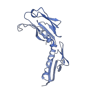 4745_6r7q_H_v1-0
Structure of XBP1u-paused ribosome nascent chain complex with Sec61.