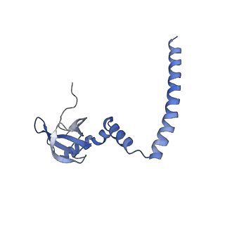 4745_6r7q_M_v1-0
Structure of XBP1u-paused ribosome nascent chain complex with Sec61.