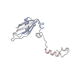 4745_6r7q_NN_v1-0
Structure of XBP1u-paused ribosome nascent chain complex with Sec61.
