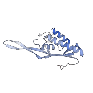 4745_6r7q_P_v1-0
Structure of XBP1u-paused ribosome nascent chain complex with Sec61.