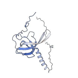 4745_6r7q_T_v1-0
Structure of XBP1u-paused ribosome nascent chain complex with Sec61.