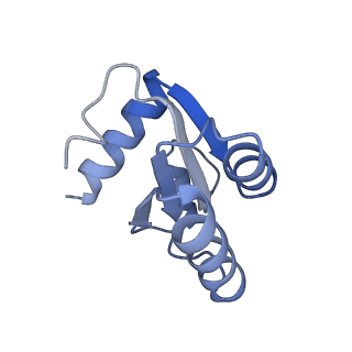 4745_6r7q_c_v1-0
Structure of XBP1u-paused ribosome nascent chain complex with Sec61.