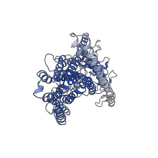 4747_6r7y_A_v1-4
CryoEM structure of calcium-bound human TMEM16K / Anoctamin 10 in detergent (low Ca2+, closed form)
